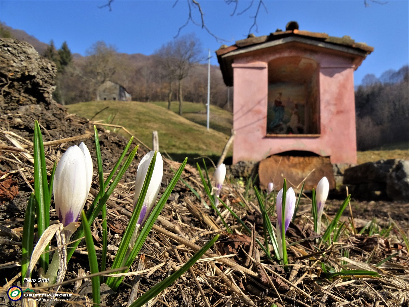 23 Alla 'santella' della Madonna di Caravaggio con Crocus (Crochi).JPG